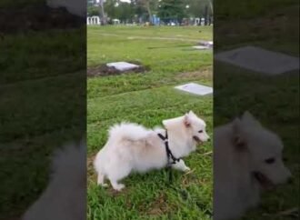 Why do dogs kick their hind legs after defecating and urinating?