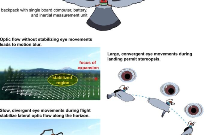 Why researchers gave pigeons tiny backpacks
