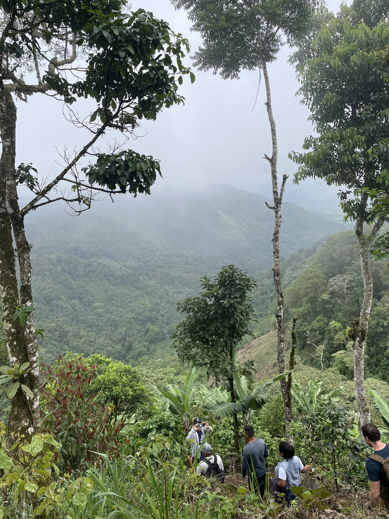 Scientists walking through a cloud forest.
