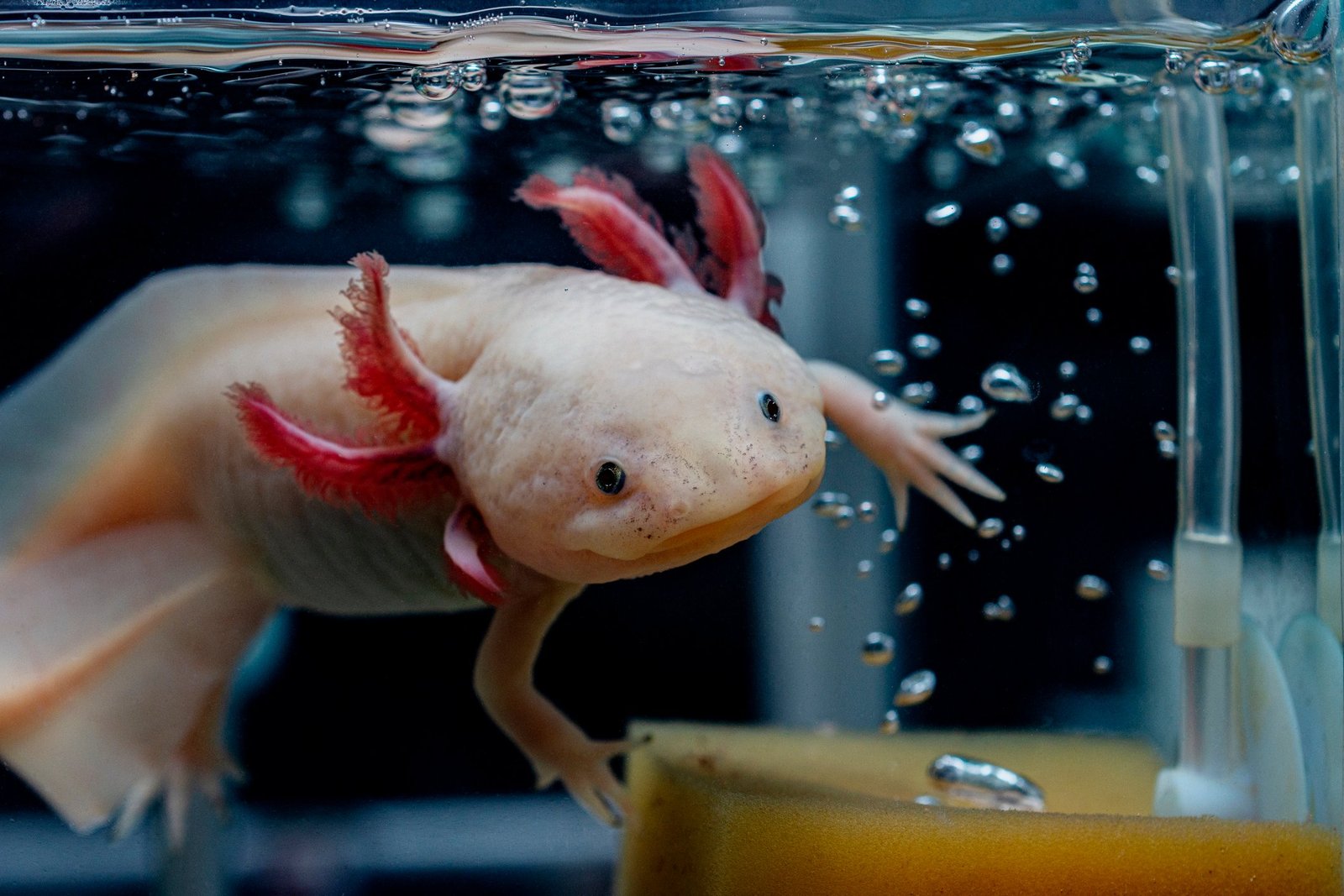 An adorable axolotl swims next to bubbles in the water of a tank.