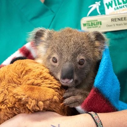 a baby koala in a blanket
