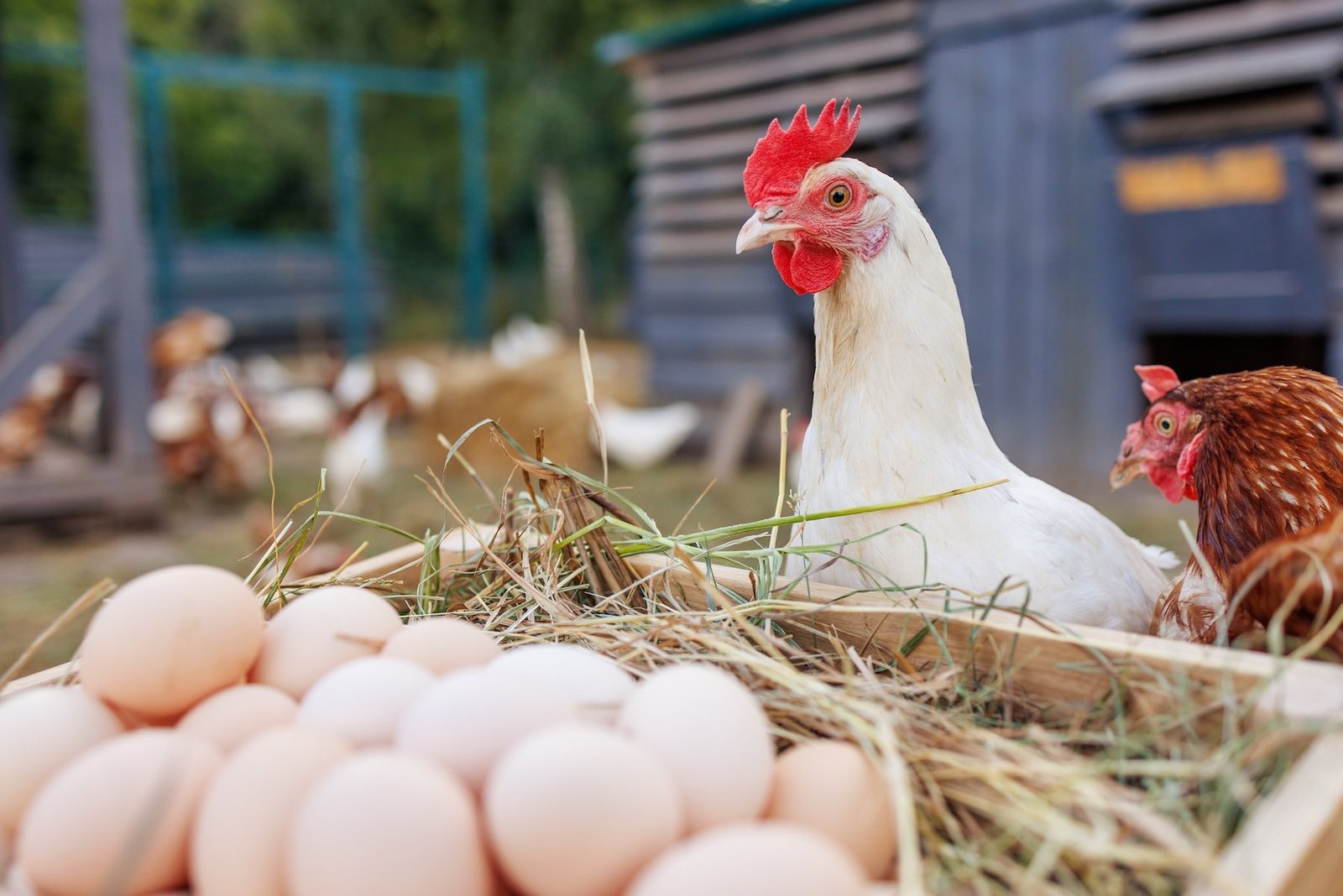 Fresh organic eggs in a wooden box with free-range chickens on a rural farm