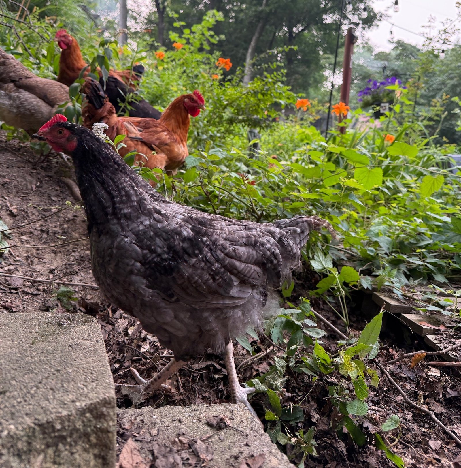 Gray and red chickens in the backyard.