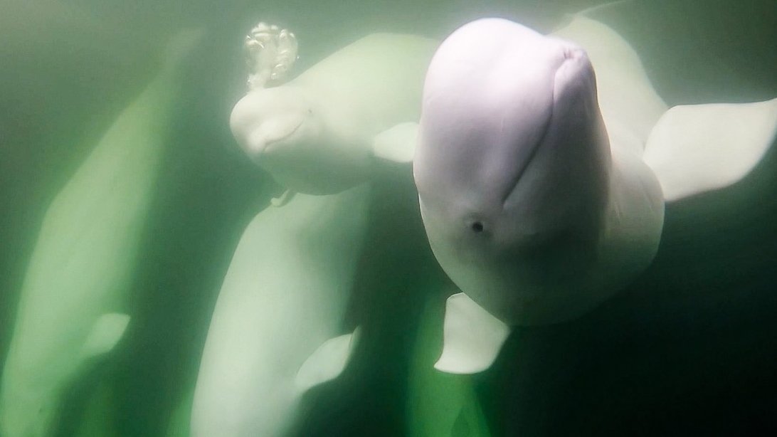 a group of white beluga whales underwater
