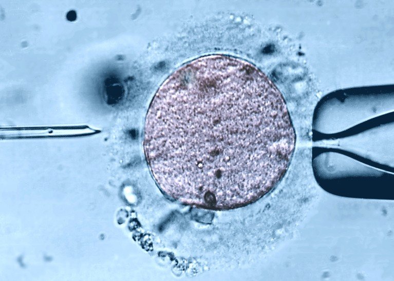 A light micrograph of a microneedle (left) and a pipette (right), with a purple human egg between them during IVF on a blue background.