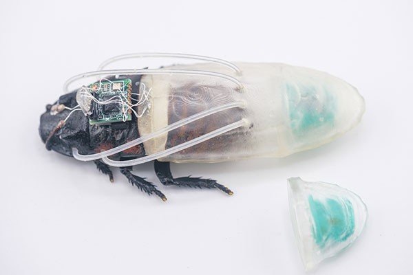 Closeup of a 'cyborg' Madagascar hissing cockroach with the new diving suit on its back. The suit has tubes that connect to the insect's breathing holes and an oxygen generator mounted on the back.