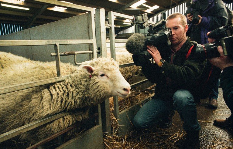 A man with a video camera filming a sheep in a barn.