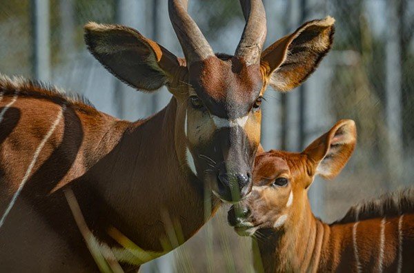 An adult mountain bongo with curved horns stands in front of a younger bongo, both displaying reddish-brown coats, white facial markings, and distinctive stripes.