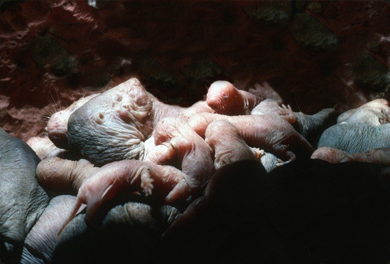Naked mole rat queen in the breeding chamber, lying on her back nursing her young.