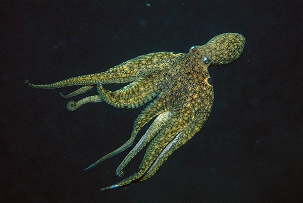 A California two-spotted octopus (Octopus bimaculoides) swimming underwater.