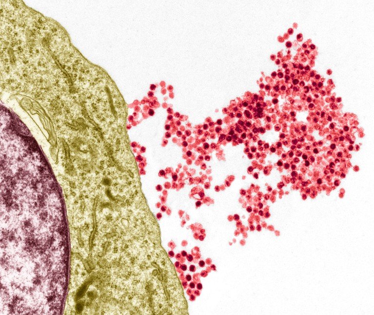 Color transmission electron micrograph of Epstein-barr viruses being cleared from a B cell.