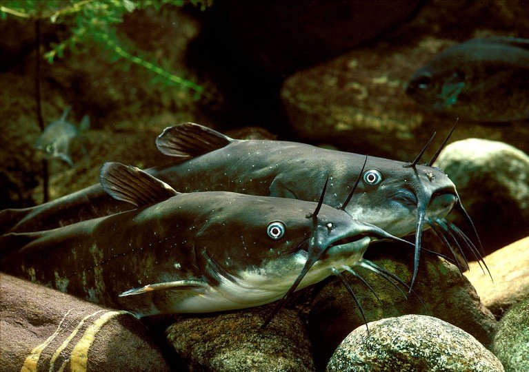 Two adult brown bullhead catfish, Ameiurus nebulosus, resting on the rocky bottom of an aquarium.