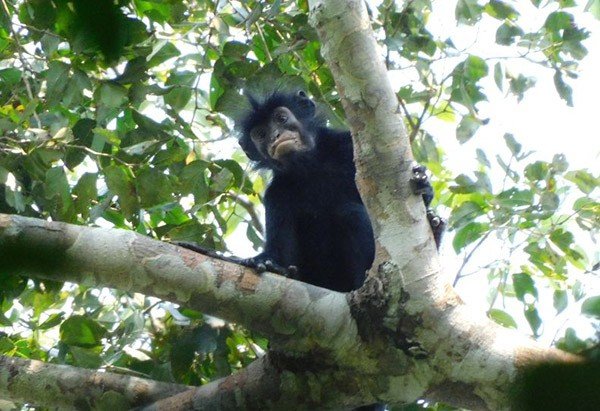 A likweli monkey with black fur and a peach hairless mouth sitting on a tree looking at the camera.