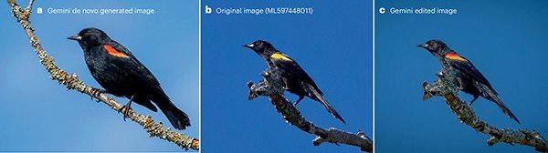 A three-image panel showing an AI-generated bird image, a real bird photograph, and a photograph of a bird that has been edited using an AI tool in a way that inadvertently changed its species.