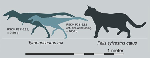 An infographic illustrating the size of the perineate T. rex compared to a cat.