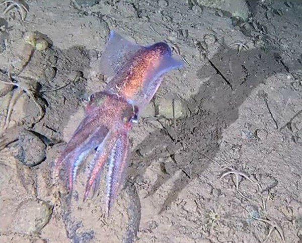 An arctic bobtail squid (Rossia moelleri) glowing pinks, purples and blues against the light gray ocean background.