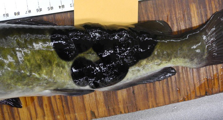 Brown bullhead catfish, Ameiurus nebulosus specimen out of water on a table, showing visible black tumors near the tail.