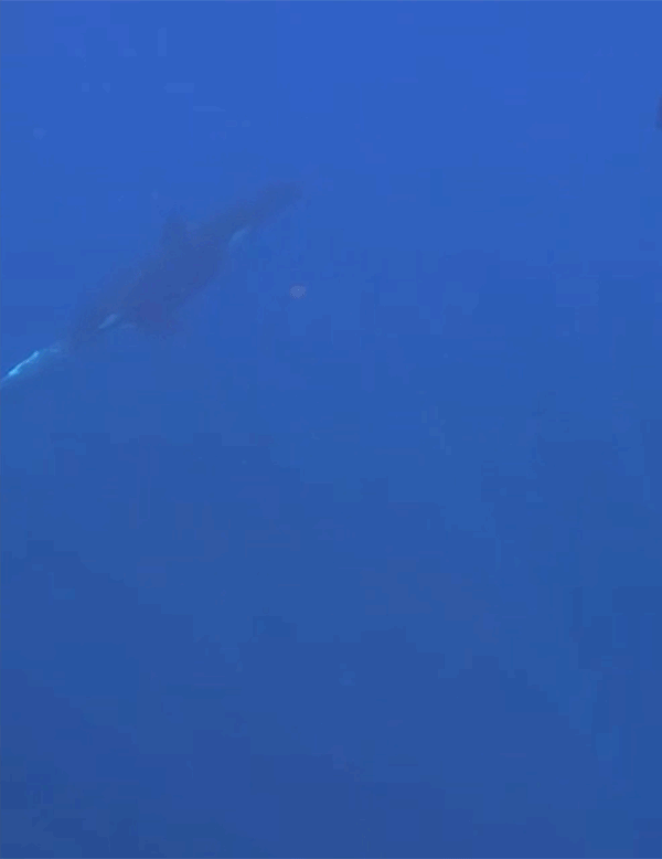 A video clip of underwater footage of an orca crashing into a sunfish with such force that it breaks into many small pieces.