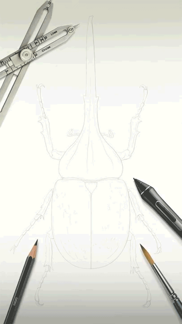 An animated sequence showing an illustration of a Hercules beetle in different stages of completion.