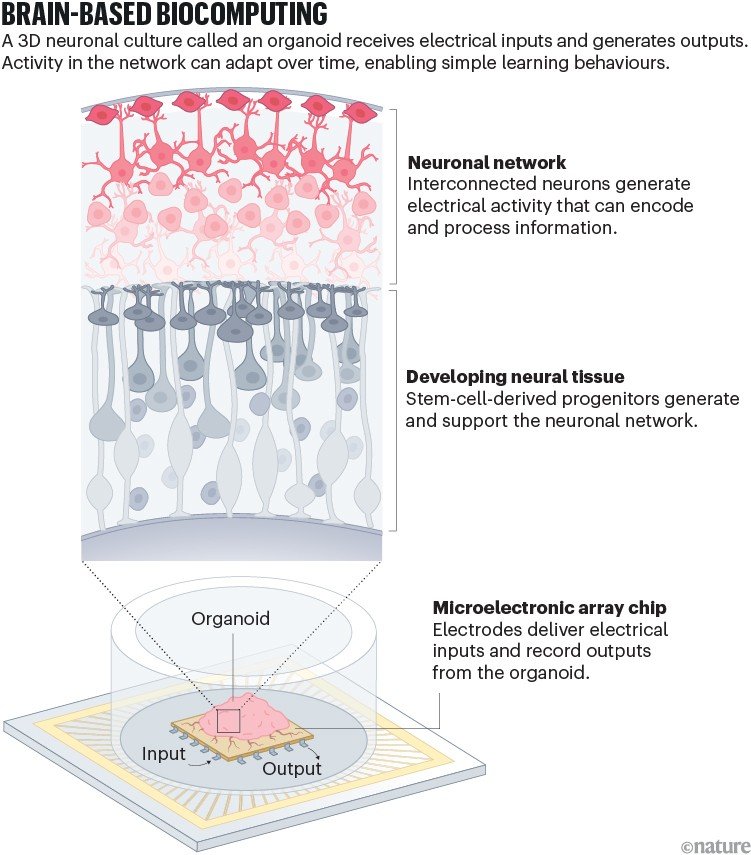 Cross-sectional and device scheme of an organoid-based biocomputing system. A developing neural network sits on top of supporting neural tissue, and electrodes stimulate and record the organoid's activity.