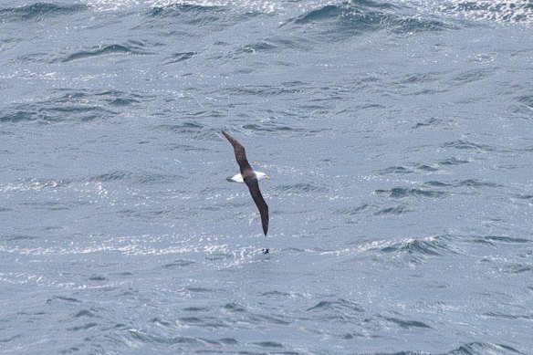 Migratory seabirds crossing between Australian waters and the subantarctic (like this albatross seen in Maroubra on Sunday) are at risk of contracting the disease.