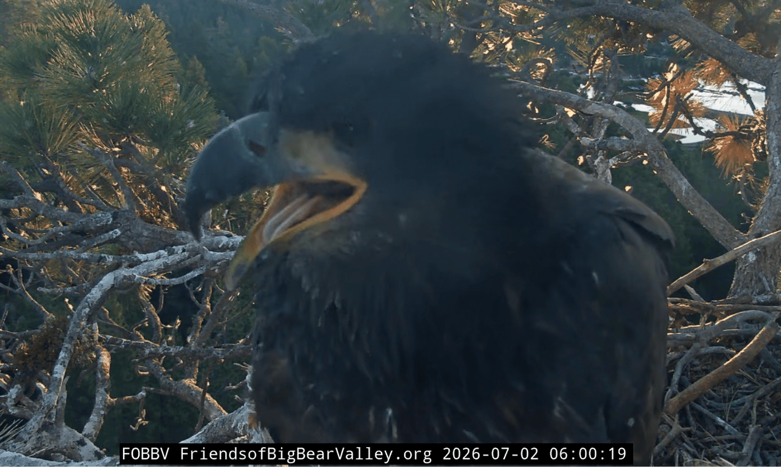 a closeup of a young eagle with dark feathers