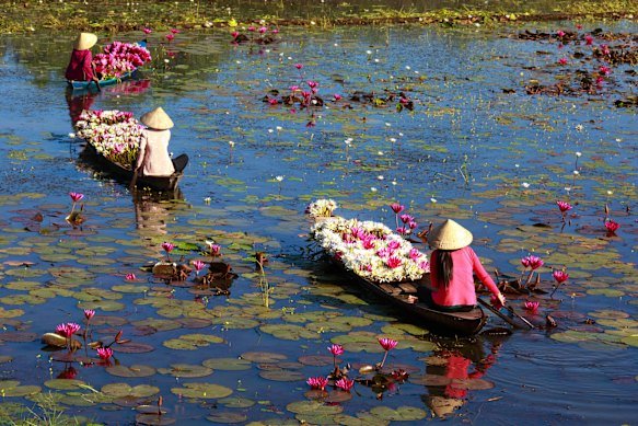 Collecting water lilies along the canals of Ninh Binh.