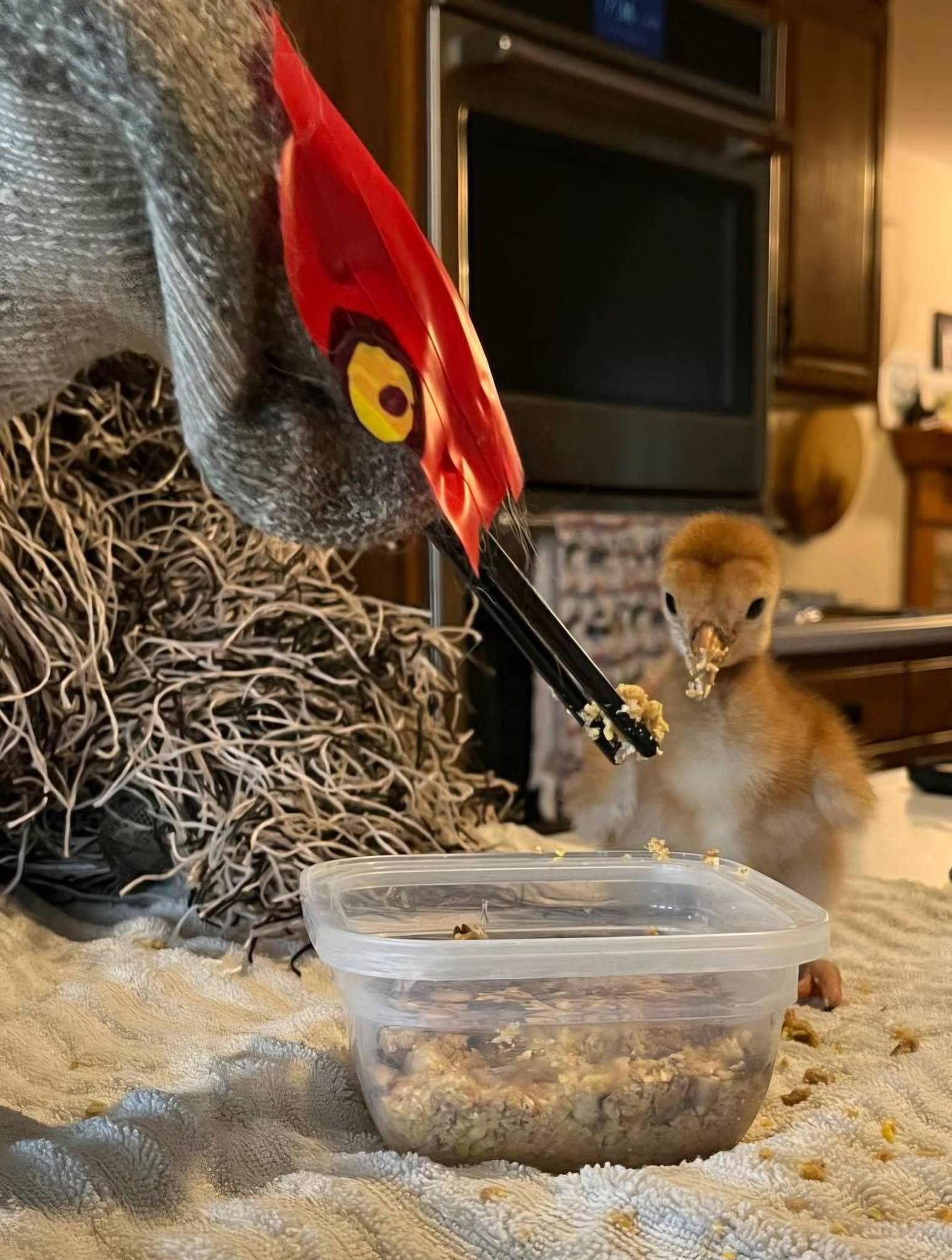 a woman using puppets that look like a crane feeds a baby crane