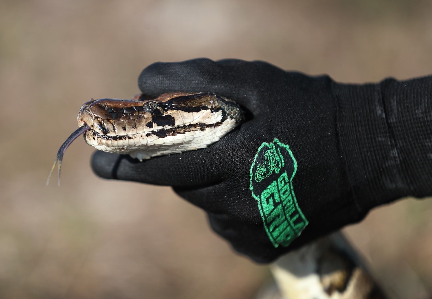 Gloved hand holding head of Burmese python snake