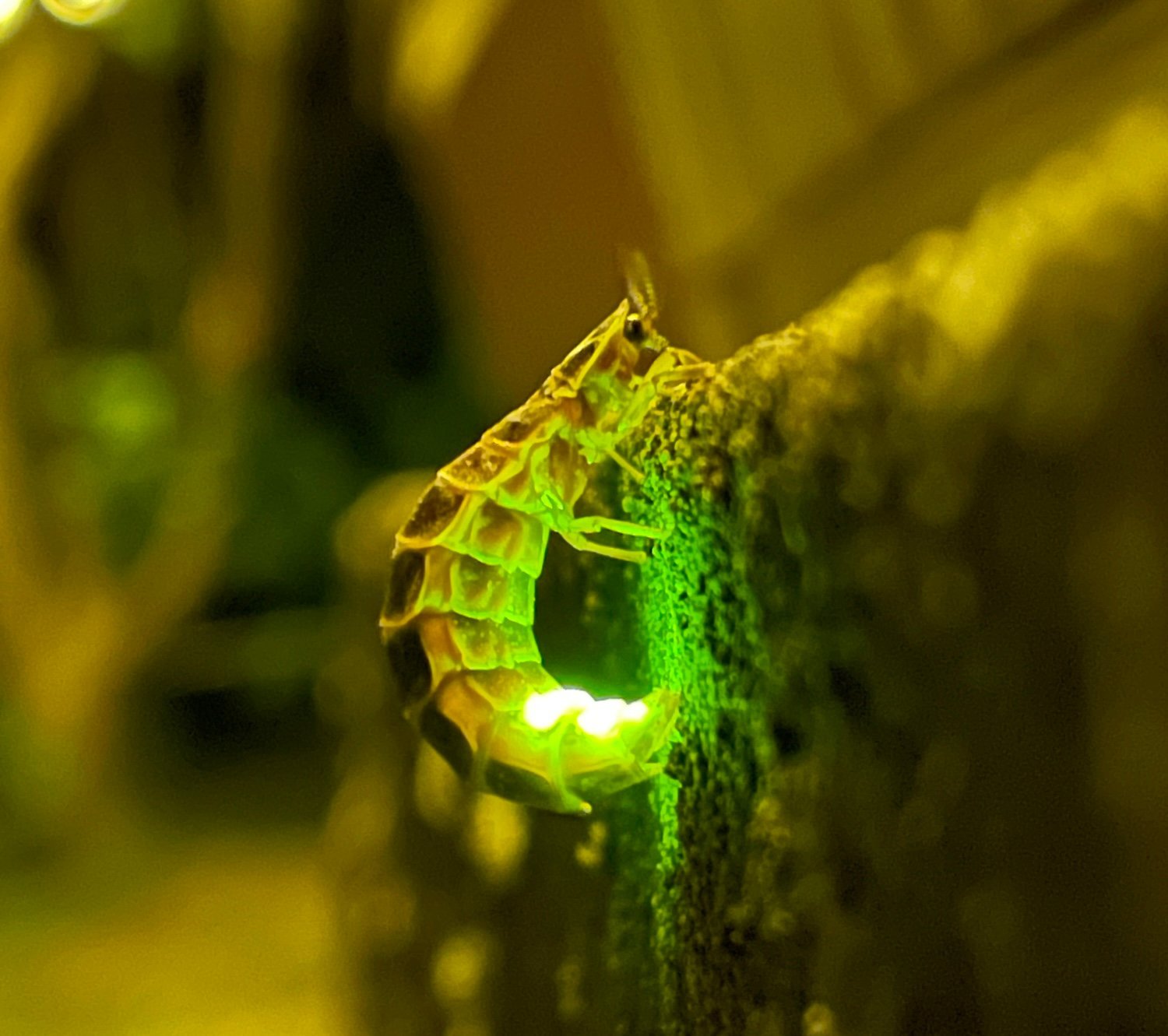 Glowing firefly larvae climbing a concrete wall slightly curved