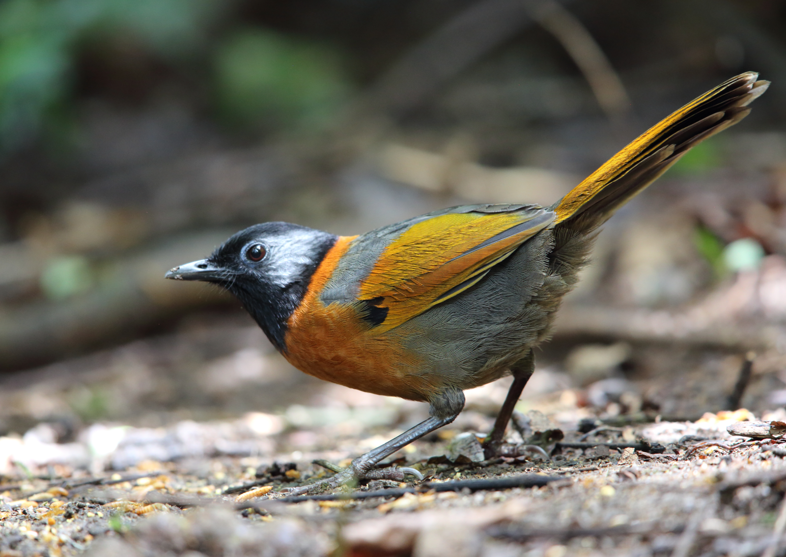 a small bird with orange, silver and white feathers