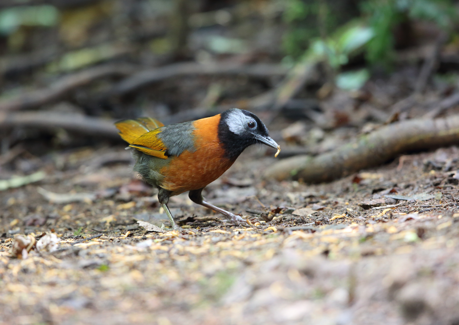 a small bird with orange, silver and black feathers