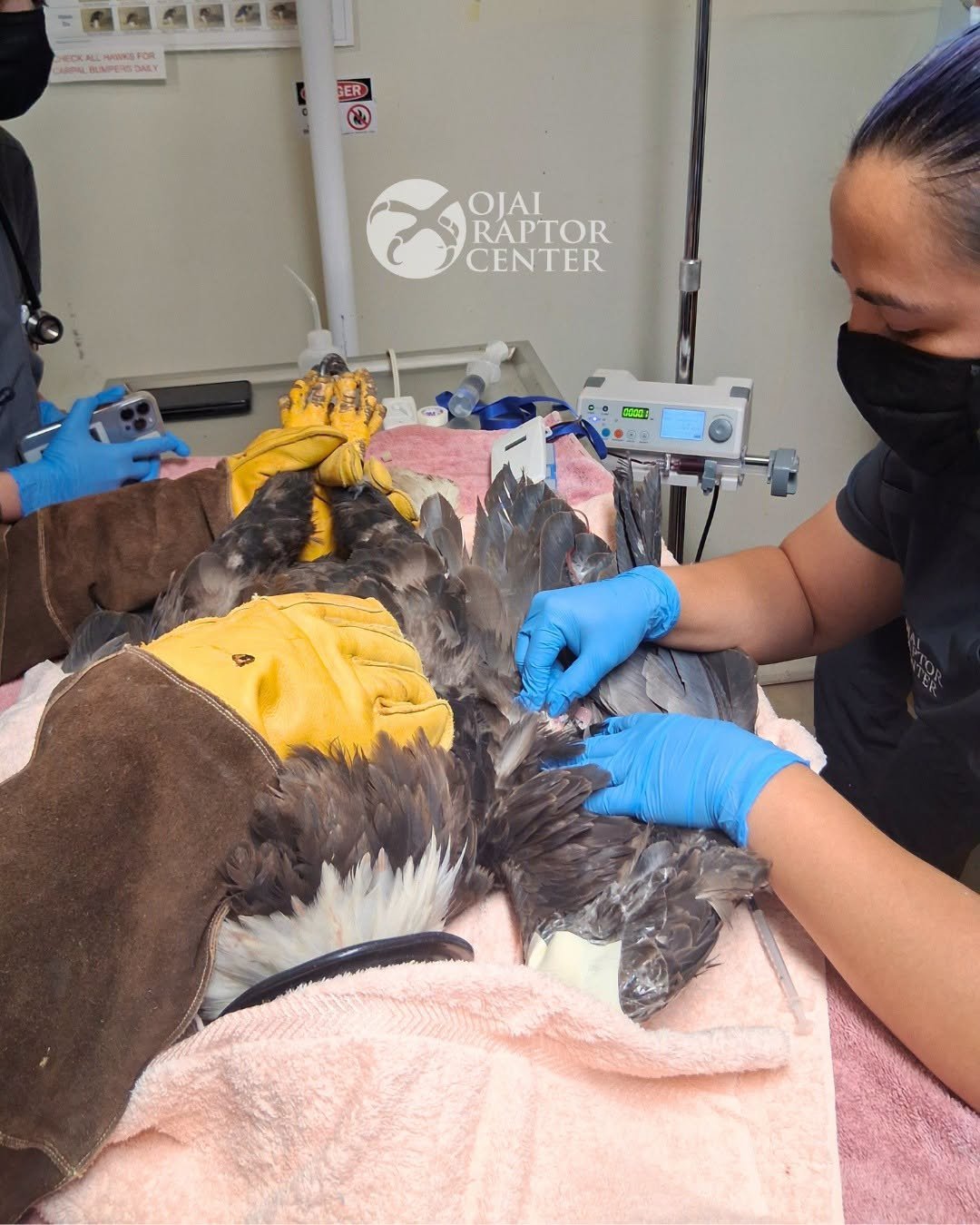 A veteran gives a blood transfusion to an eagle.