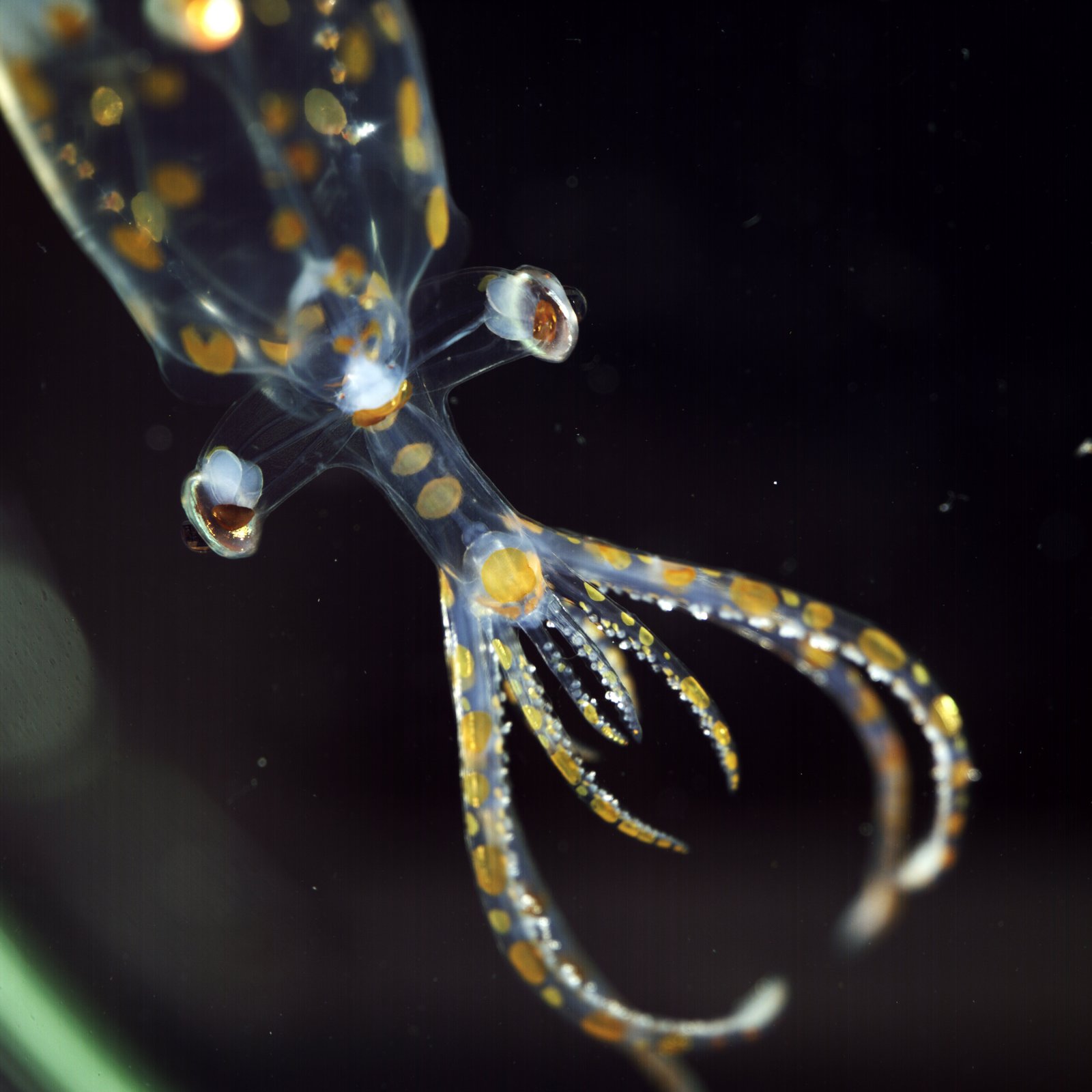 This juvenile glass squid, collected by the ROV SuBastian at 779 meters deep in the South Atlantic, was (also) photographed on the R/V Falkor using a prototype multi-view macro camera system developed through a collaboration between Dr Jan Hemmi (University of Western Australia, the MBARI Bioinspiration Laboratory and Dr Karen Osborn (Smithsonian National Museum of Natural History). The system allows scientists on board to quickly document the finer details of an animal from three directions in one go, this data collection reduces disturbance to the animal and captures anatomical, color, and postural details that are lost within minutes or hours once the animal is collected Credit: Emily Clark/MBRI via Schmidt Ocean Institute.