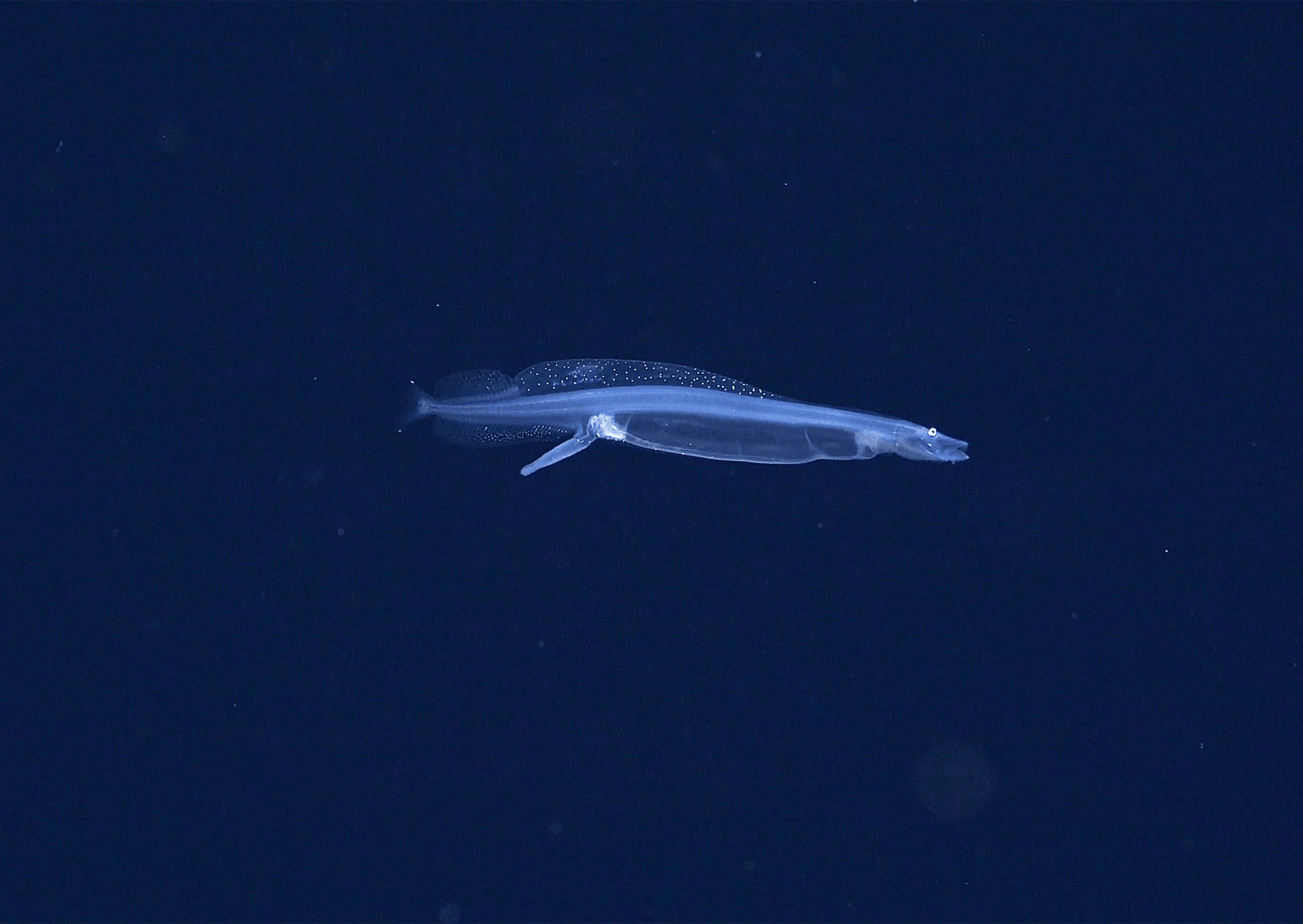 a long and thin translucent fish swims in the depths of the ocean