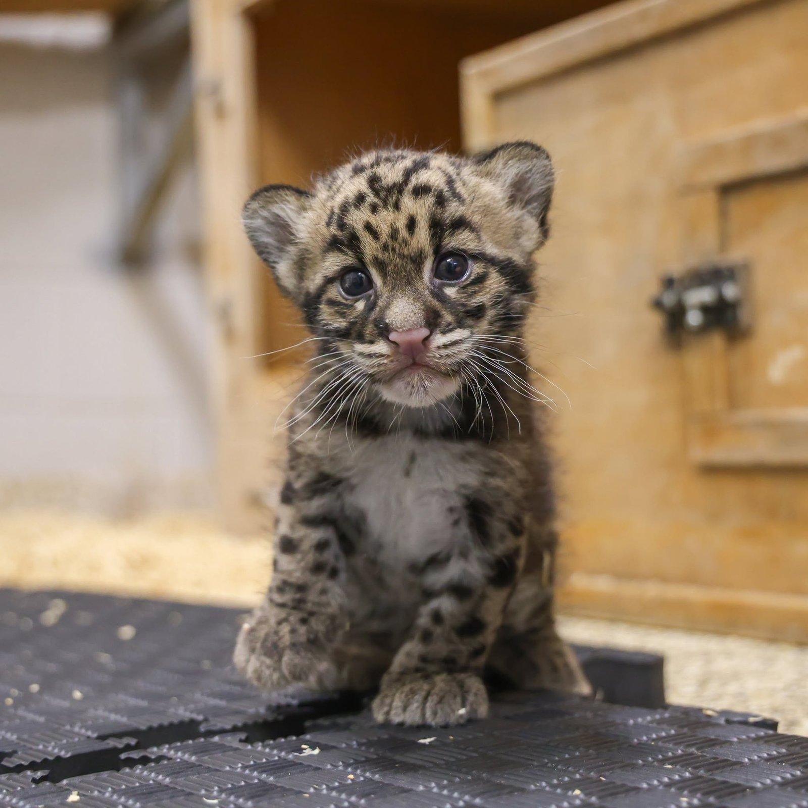 a leopard cub with gray and gold fur and black spots