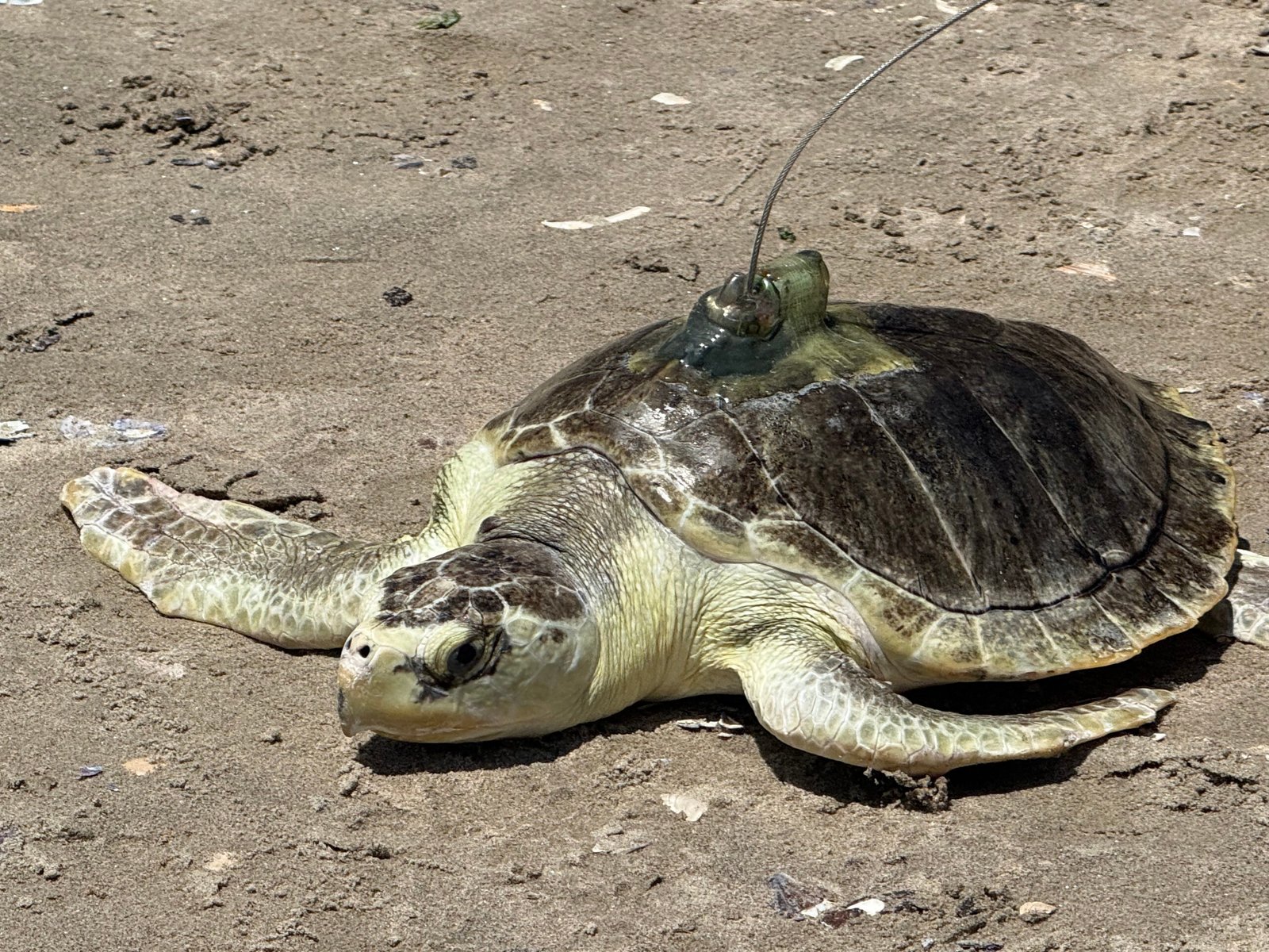 a turtle in the sand with a satellite tag on its shell