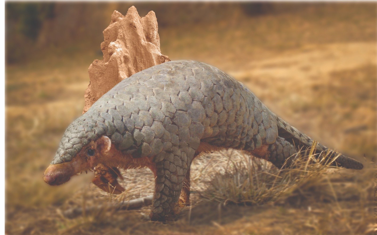 a pangolin walking on the grass. They have four legs, overlapping scales, a long tail, a pointed nose, and long claws.