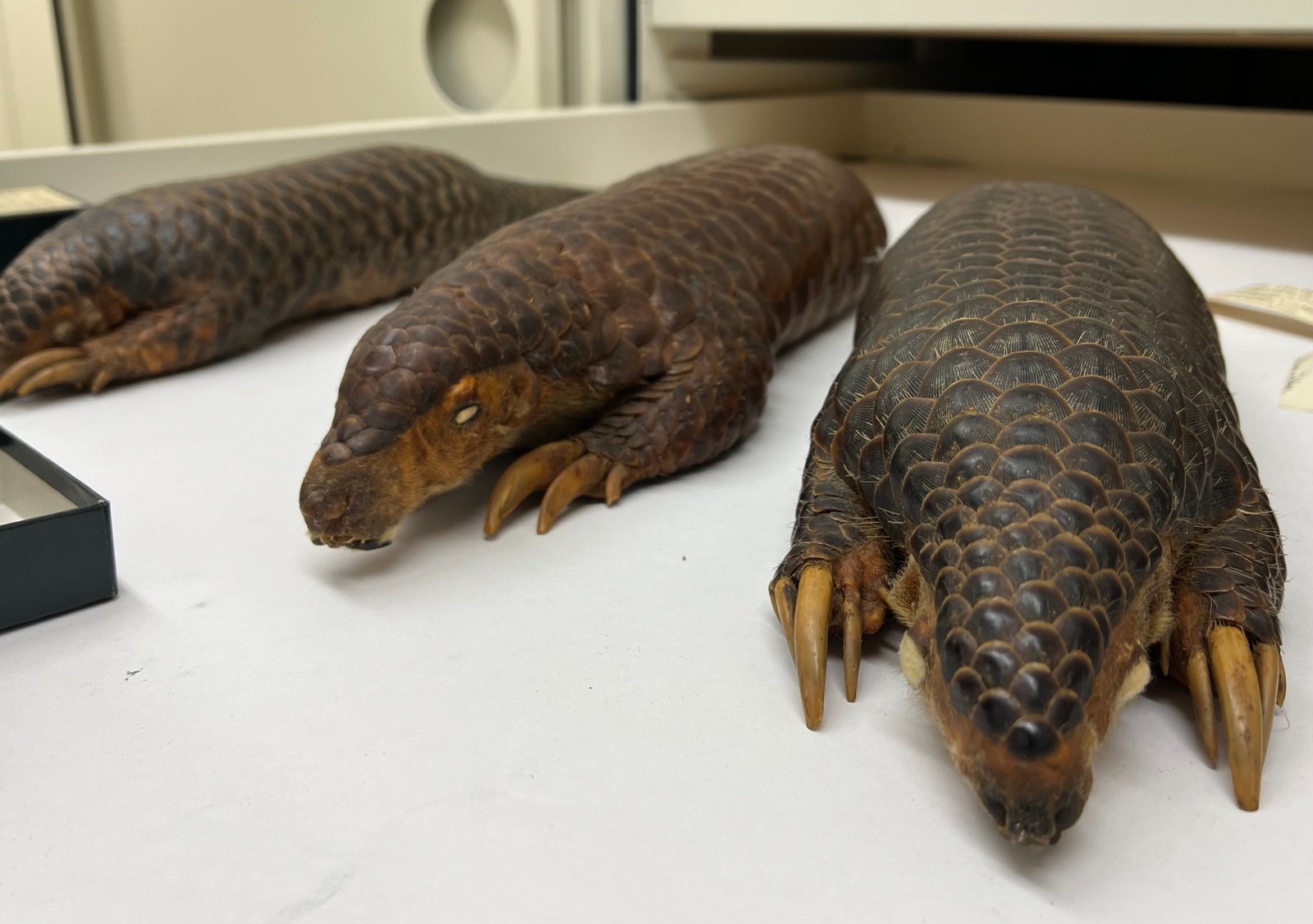 Three pangolin specimens on a museum table. They have interlocking scales, pointed noses, and long claws.