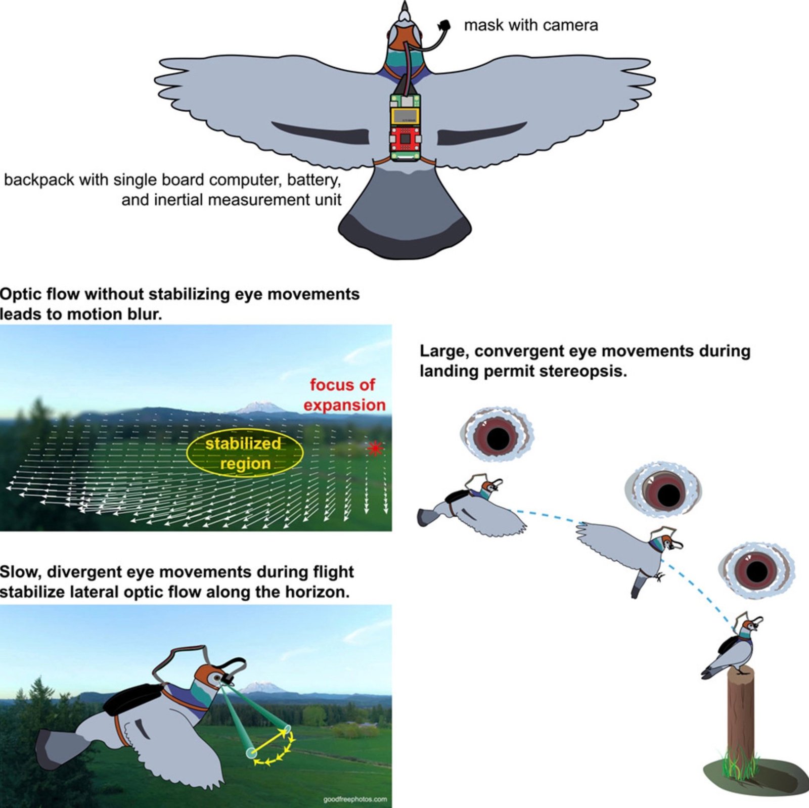 Bird backpack and technology illustration.