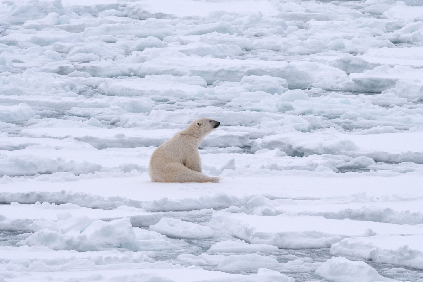 a polar bear sitting on the ice
