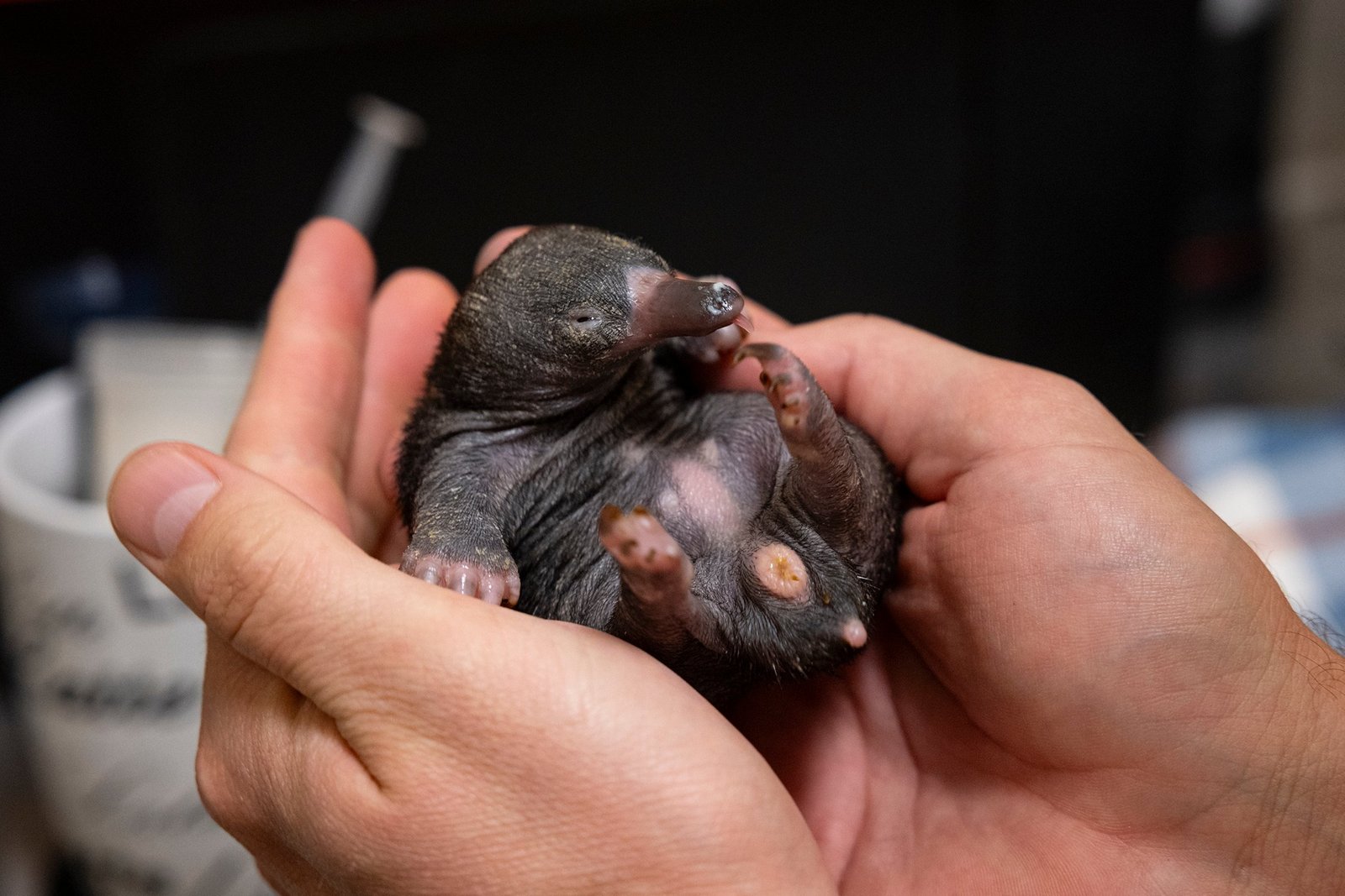 a small mammal with a long nose and dark fur in a human hand