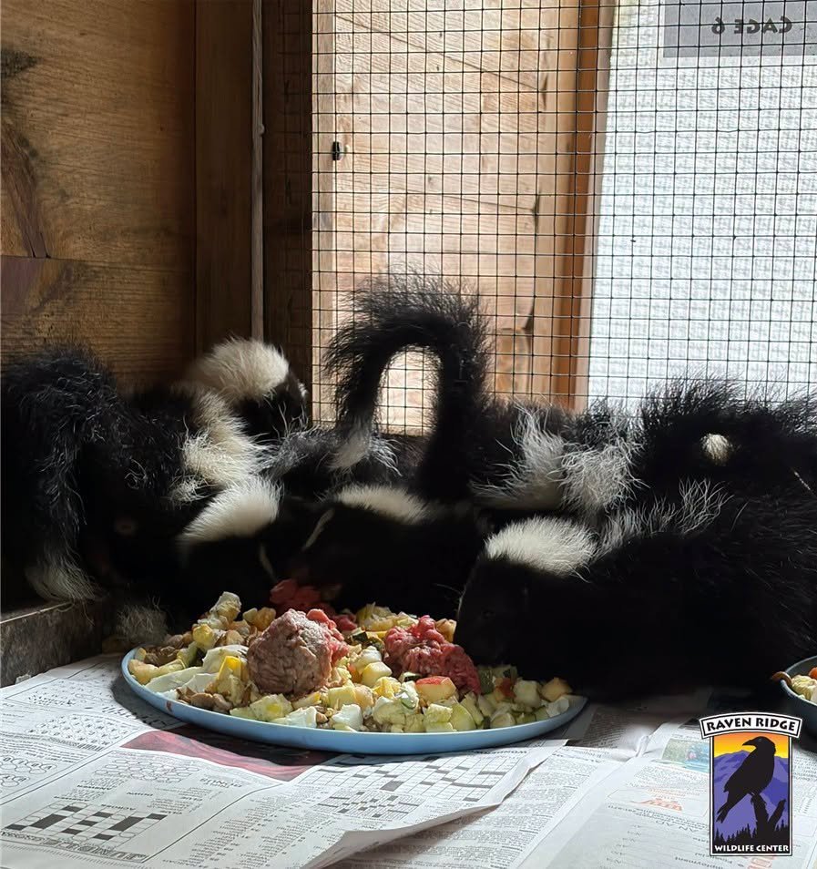 Several skunks eating from a large plate of food.