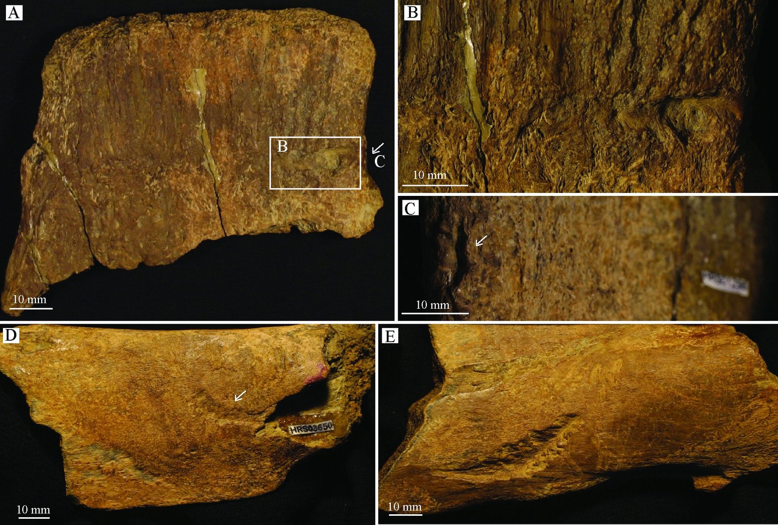 Types of dental traces in neural column fragments discovered in Wyoming. Image: CT Siviero et al., 2026, PLOS One, CC-BY 4.0.