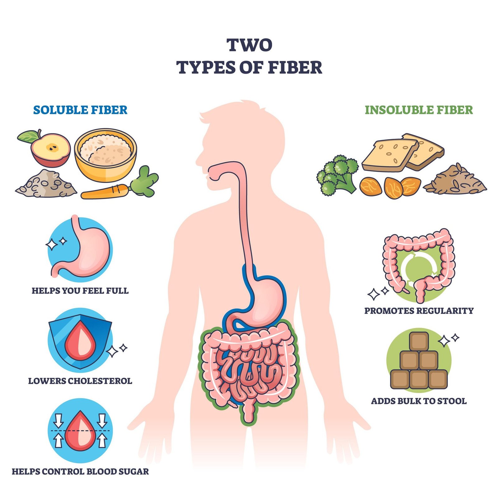 Two types of fiber with food, digestive system and health benefits are shown in a clear, labeled schematic diagram. Outline diagram