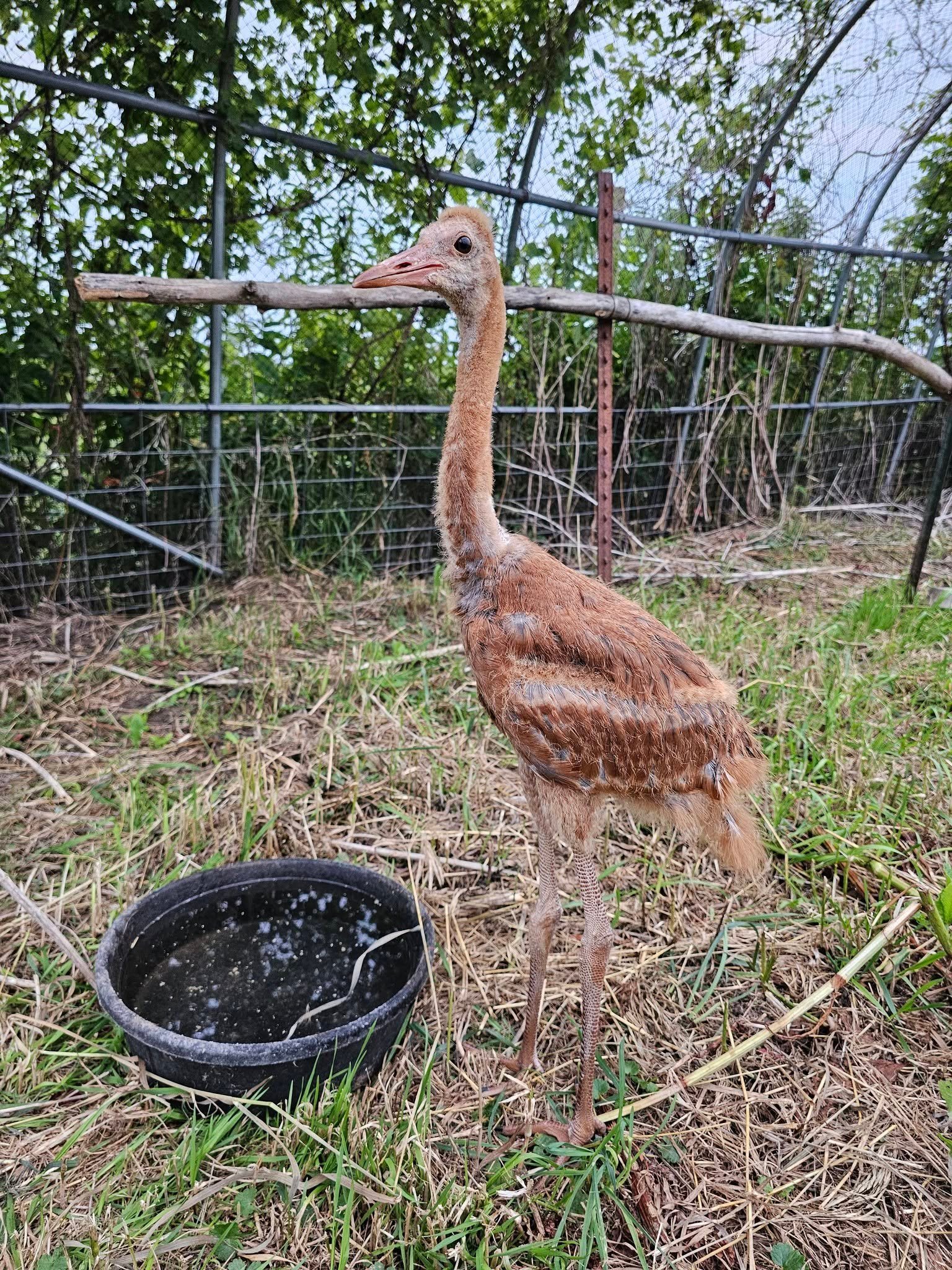 a young crane with long legs and brown feathers stands near a plate of water