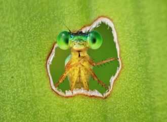 11 stunning images celebrating Earth’s life—and the scientists who study it