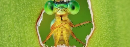 Tweet! Here are the winners of the 2026 Audubon Photography Awards
