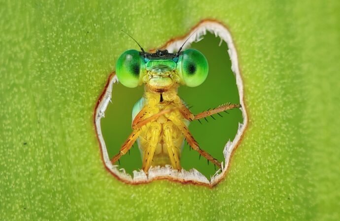 11 stunning images celebrating Earth’s life—and the scientists who study it