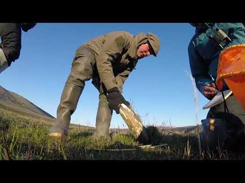 Mammoth tusk excavation thumbnail